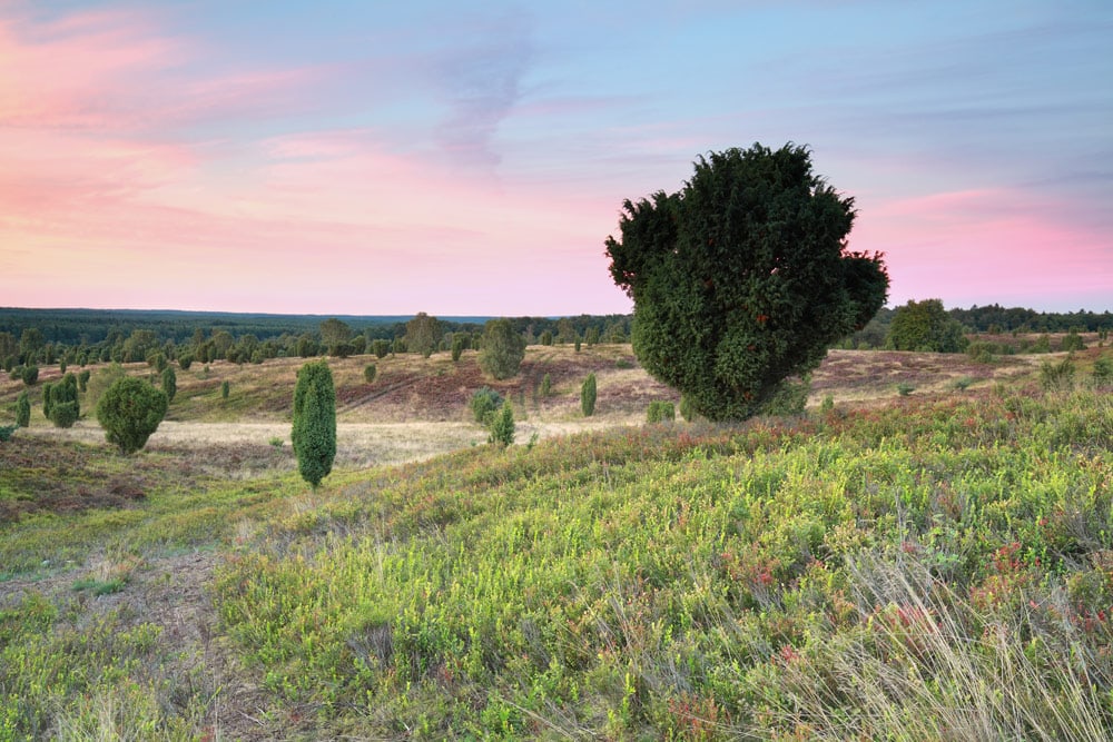 Juniper Tree