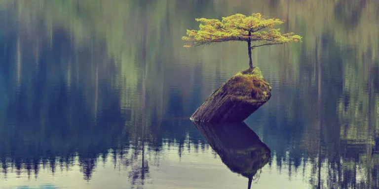 Build for Hardship a tree growing in spite of it's environment